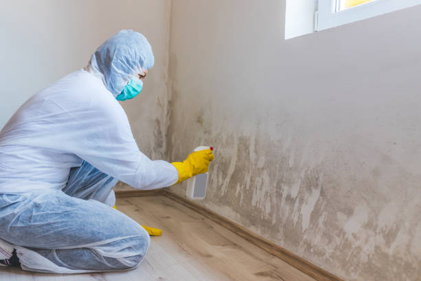 Licensed Mold Inspection service in Sachse, TX - WQB Mold Removal