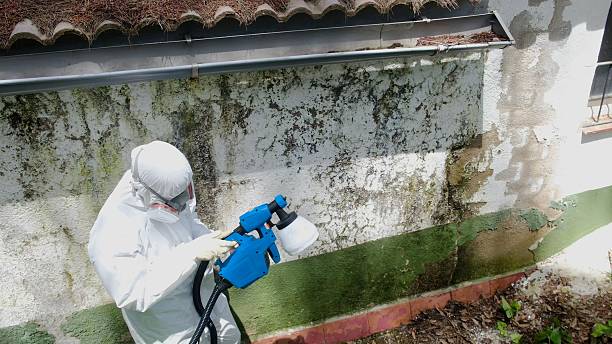Top rated local Mold Inspection specialists in Sachse, TX